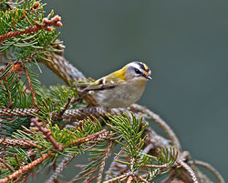 Firecrest photographed at St Peter Port [SPP] on 22/3/2013. Photo: © Mike Cunningham