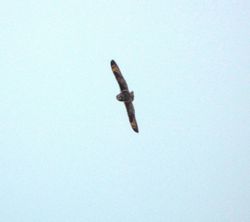 Short-eared Owl photographed at Mt. Herault [MHE] on 24/3/2013. Photo: © Mark Guppy