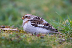 Snow Bunting photographed at Select location on 25/3/2013. Photo: © Adrian Gidney
