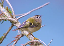 Goldcrest photographed at St. Peter Port on 26/3/2013. Photo: © Royston Carré