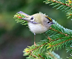 Goldcrest photographed at St Peter Port [SPP] on 30/3/2013. Photo: © Mike Cunningham