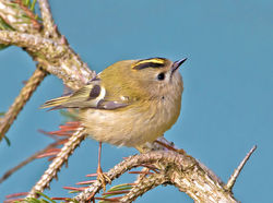 Goldcrest photographed at St Peter Port on 2/4/2013. Photo: © Mike Cunningham