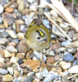 Goldcrest photographed at St Peter Port [SPP] on 6/4/2013. Photo: © Mike Cunningham