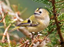 Goldcrest photographed at St Peter Port [SPP] on 3/4/2013. Photo: © Mike Cunningham