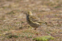 Meadow Pipit photographed at Fort Doyle [DOY] on 6/4/2013. Photo: © Rod Ferbrache