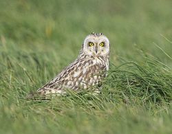 Short-eared Owl photographed at Pleinmont [PLE] on 15/4/2013. Photo: © Royston Carré