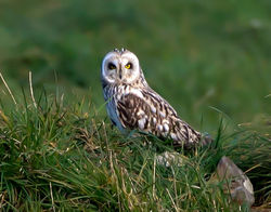 Short-eared Owl photographed at Pleinmont [PLE] on 15/4/2013. Photo: © Mike Cunningham