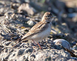 Short-toed Lark photographed at Rue des Bergers [BER] on 20/4/2013. Photo: © Mike Cunningham