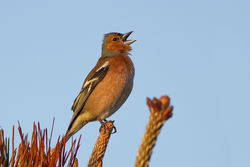 Chaffinch photographed at Fort Hommet [HOM] on 20/4/2013. Photo: © Rod Ferbrache