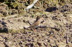 Short-toed Lark photographed at Rue des Bergers [BER] on 20/4/2013. Photo: © Tracey Henry