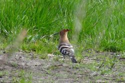 Hoopoe photographed at les nicolles on 26/4/2013. Photo: © Kevin Hickman