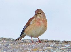 Linnet photographed at Les Amarreurs [AMM] on 7/5/2013. Photo: © Tracey Henry