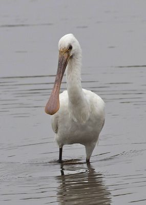 Spoonbill photographed at Claire Mare [CLA] on 8/5/2013. Photo: © Cindy  Carre