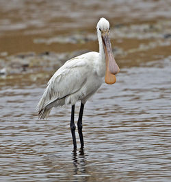 Spoonbill photographed at Claire Mare [CLA] on 8/5/2013. Photo: © Mike Cunningham