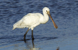 Spoonbill photographed at Claire Mare [CLA] on 8/5/2013. Photo: © Anthony Loaring
