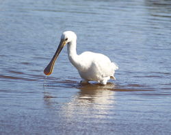 Spoonbill photographed at Claire Mare [CLA] on 9/5/2013. Photo: © Karen Jehan