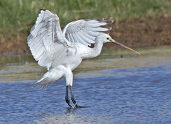 Spoonbill photographed at Claire Mare [CLA] on 9/5/2013. Photo: © Mike Cunningham