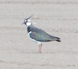 Lapwing photographed at Rue des Hougues, STA [H04] on 16/5/2013. Photo: © Wayne Turner