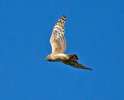 Hen Harrier photographed at pleinmont on 16/5/2013. Photo: © Mike Cunningham
