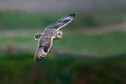 Short-eared Owl photographed at Pleinmont [PLE] on 11/4/2013. Photo: © steve levrier