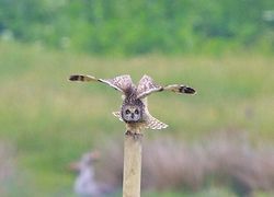 Short-eared Owl photographed at Colin Best NR [CNR] on 30/5/2013. Photo: © Royston Carré