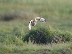 Short-eared Owl photographed at Colin Best NR [CNR] on 1/6/2013. Photo: © Royston Carré
