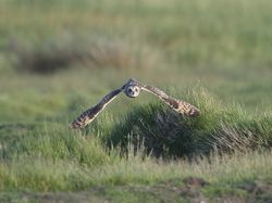 Short-eared Owl photographed at Colin Best NR [CNR] on 1/6/2013. Photo: © Royston Carré