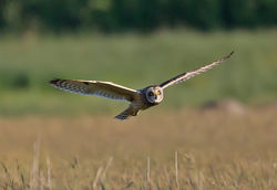 Short-eared Owl photographed at Colin Best NR [CNR] on 31/5/2013. Photo: © Mike Cunningham