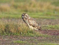 Short-eared Owl photographed at Colin Best NR [CNR] on 3/6/2013. Photo: © Royston Carré