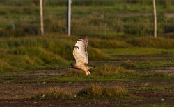 Short-eared Owl photographed at Colin Best NR [CNR] on 3/6/2013. Photo: © Dan Scott