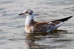 Black-headed Gull photographed at L'Eree [LER] on 22/7/2013. Photo: © Vic Froome