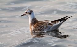 Black-headed Gull photographed at L'Eree [LER] on 22/7/2013. Photo: © Vic Froome