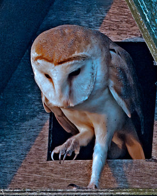 Barn Owl photographed at **** on 19/7/2013. Photo: © Mike Cunningham