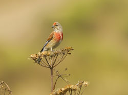 Linnet photographed at Fort Hommet [HOM] on 27/7/2013. Photo: © Anthony Loaring