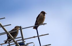 Rose-coloured Starling photographed at Route Militaire [RTM] on 15/8/2013. Photo: © Vic Froome