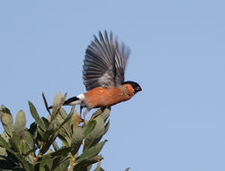 Bullfinch photographed at Rue des Bergers [BER] on 20/8/2013. Photo: © Mike Cunningham