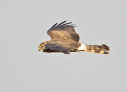 Hen Harrier photographed at Pleinmont [PLE] on 22/8/2013. Photo: © Mike Cunningham