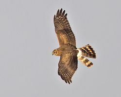 Hen Harrier photographed at Pleinmont [PLE] on 22/8/2013. Photo: © Mike Cunningham
