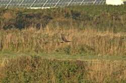 Hen Harrier photographed at Pleinmont [PLE] on 3/9/2013. Photo: © Jay Friend
