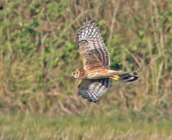 Hen Harrier photographed at Mt. Herault [MHE] on 3/9/2013. Photo: © Mike Cunningham