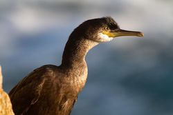 Shag photographed at Jaonneuse [JAO] on 20/9/2013. Photo: © Vic Froome