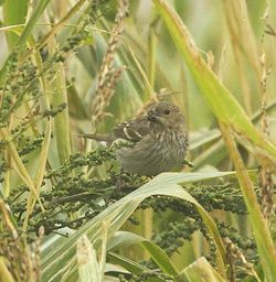 Common Rosefinch photographed at Pleinmont on 22/9/2013. Photo: © Anthony Loaring