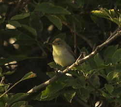 Melodious Warbler photographed at Select location on 24/9/2013. Photo: © Karen Jehan