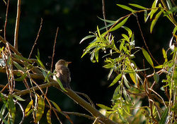 Melodious Warbler photographed at Bordeaux [BOR] on 24/9/2013. Photo: © Mark Lawlor