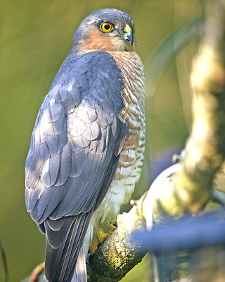 Sparrowhawk photographed at St Peter Port [SPP] on 27/9/2013. Photo: © Royston Carré
