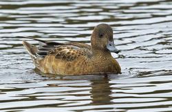 Wigeon photographed at Claire Mare [CLA] on 29/9/2013. Photo: © Anthony Loaring