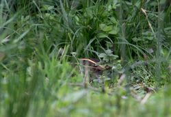 Jack Snipe photographed at Rue des Bergers [BER] on 1/10/2013. Photo: © Vic Froome