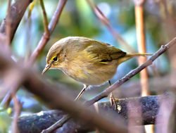 Chiffchaff photographed at Rue des Bergers on 10/10/2013. Photo: © Mike Cunningham