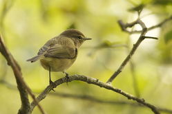 Chiffchaff photographed at Corbiere [COR] on 12/10/2013. Photo: © Karen Jehan