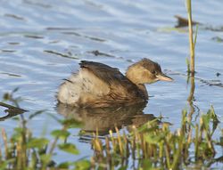 Little Grebe photographed at Rue des Bergers [BER] on 21/10/2013. Photo: © Royston Carré